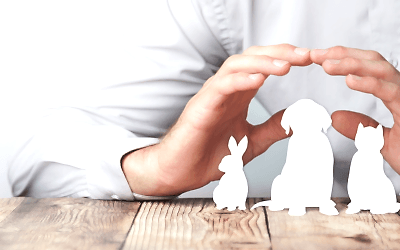 Köpek Pansiyonlarında Güvenlik İçin Alınması Gereken Önlemler