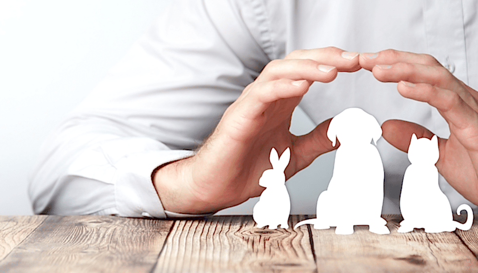 Köpek Pansiyonlarında Güvenlik İçin Alınması Gereken Önlemler